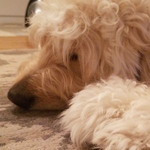 Meet your Posher, Josh